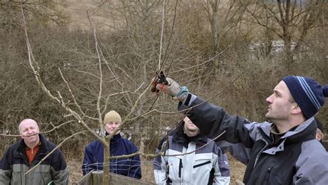 Meiningen Kurse F R Den Perfekten Obstbaumschnitt Meiningen