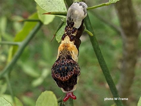 Florida Caterpillars On Lemon Tree Wildlife Insight