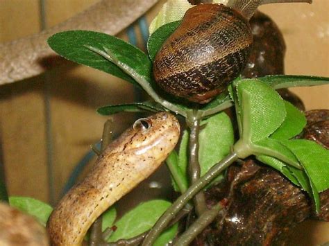 20 Bizarre Snakes That Will Creep You Out