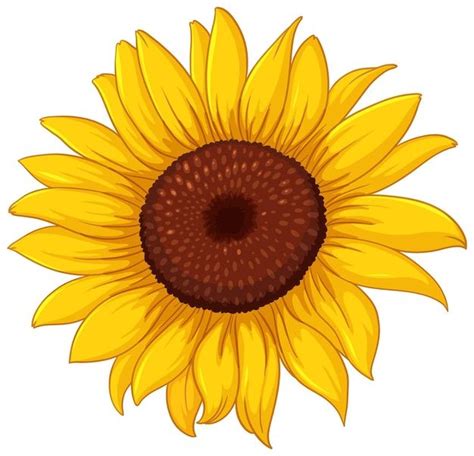 Free Vector Bright Yellow Sunflower Design For Decorations