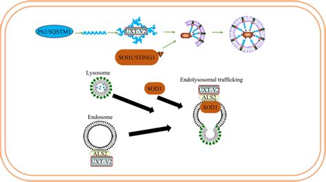 UXT Regulates The Degradation Of SOD1 Protein Aggregates In ALS UXT V2