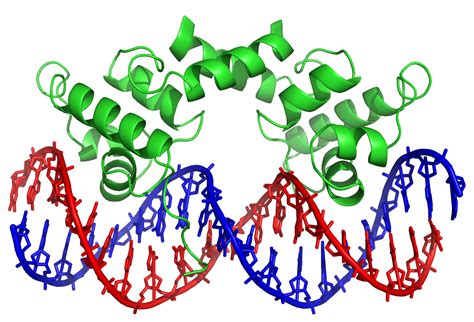 New Insight Into Transcription Factors Cell And Molecular Biology