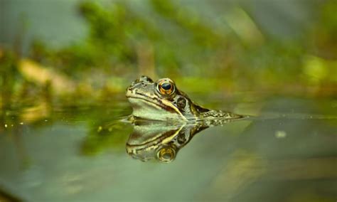 Luister Naar Het Geluid Van Kwakende Kikkers Met OERRR Natuurmonumenten