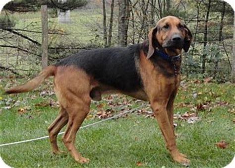 Dunmore, WV - Bloodhound/Black and Tan Coonhound Mix. Meet Duke a Dog ...
