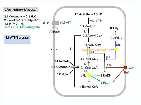 Ferredoxin In Photosynthesis