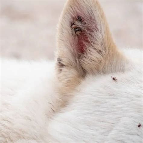 Can Fleas Live on Human Hair? Know The Truth Behind This - NM Pest Control