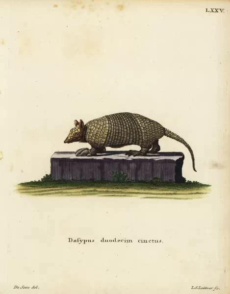 Southern Naked Tailed Armadillo Chlamyphoridae