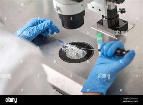 Fertilization Hi Res Stock Photography And Images Alamy