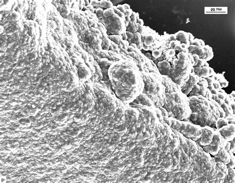 SEM Micro Graph Of A Self Supporting Diamond Film Surface Up Edge