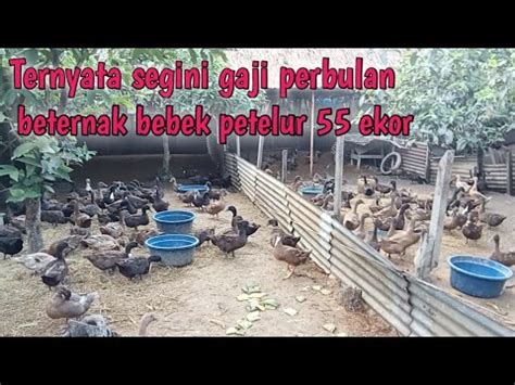 Keuntungan Ternak Bebek Petelur Menggunakan Pakan Jadi Per 55 Ekor