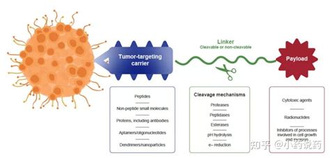 多肽偶联药物（pdc）的研究进展和未来方向 知乎