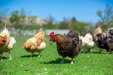 Rooster And Chickens Graze On Green Grass Livestock In The Village Stock Image Image Of