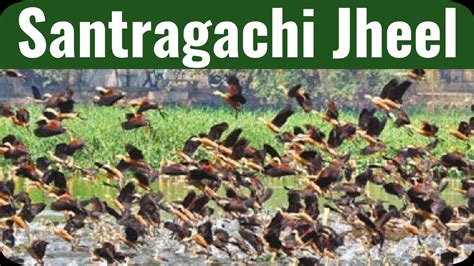 Santragachi Jheel Heaven For Migratory Birds Howrah Tourism