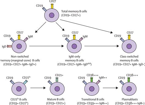 Common Variable Immunodeficiency A New Look At An Old Disease The Lancet