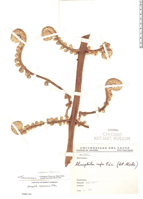 Cyathea tryonorum Herbário Rapid Reference The Field Museum