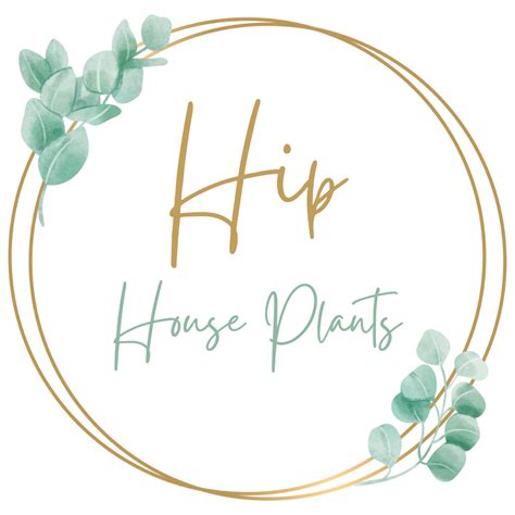 Chinese Lantern Plant Care What You Need To Know Hip House Plants