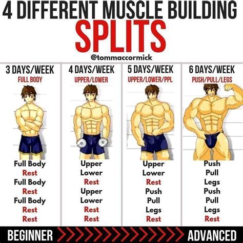 8 Powerful Muscle Building Gym Training Splits Workout Splits