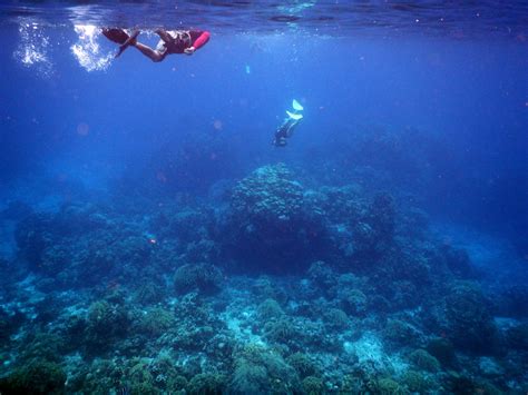 Cozumel Diving Rules at Jonathan Stiefel blog