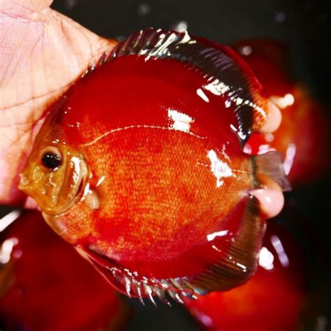 Red Cover Discus