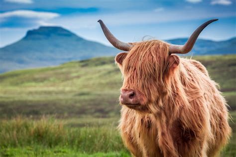 Vaca Peludo Das Montanhas Na Ilha De Skye Esc Cia Foto Premium