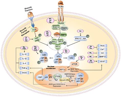 Anti Inflammatory Mechanisms Of Action Of The Main Components Of