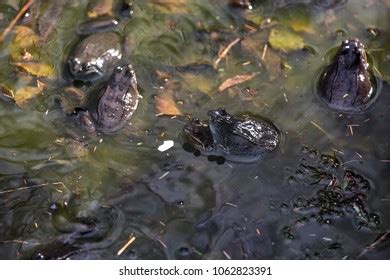 51 Frogs Having Sex Royalty Free Images Stock Photos Pictures