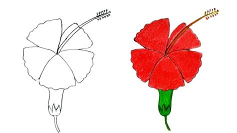 How To Draw Hibiscus Flower China Rose Drawing Joba Flu Drawing