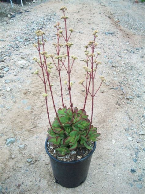 Red Carpet Stonecrop Crassula Pubescens Radicans Suculentas