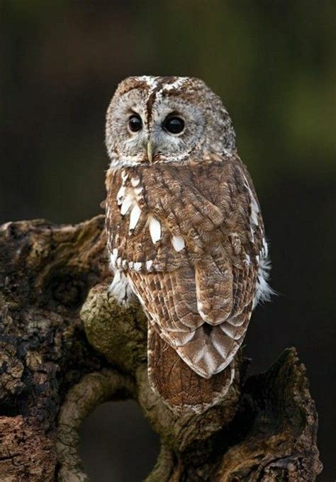 Chouette Hulotte Strix Aluco Tawny Owl Owl Species Owl Pictures