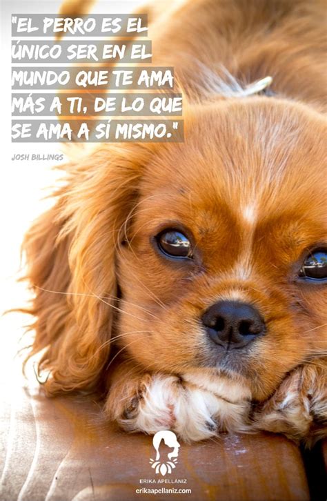 Descubre Al Perro M S Lindo Del Mundo Te Derretir S De Amor