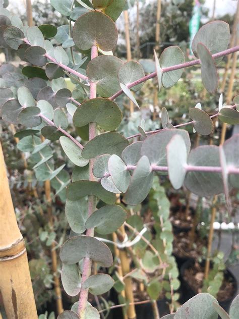 Silver Dollar Eucalyptus For Sale Online Shrubs And Trees Depot