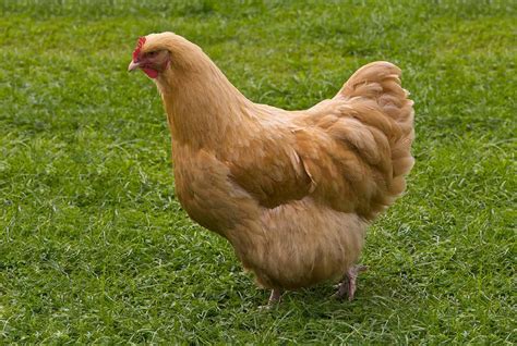 Top 7 Largest Chicken Breeds Also Laying Largest Eggs