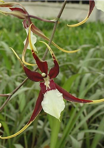 Odontobrassia Keneth Biven Santa Bárbara Empório Das Orquídeas