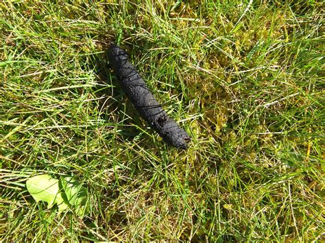 Tierkot Im Garten Gartengestaltung Idee