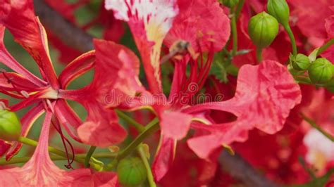 Flamboyant Or Delonix Regia Red Flowers Closeup Beautiful Tropical