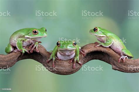 White Lipped Tree Frog Stock Photo Download Image Now Tree Frog