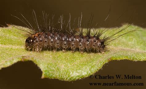 Edwards Glassy Wing 26 Day Old Larva Pseudohemihyalea Edwardsii