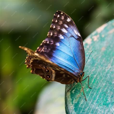 Mariposa Morfo Azul Foto Premium