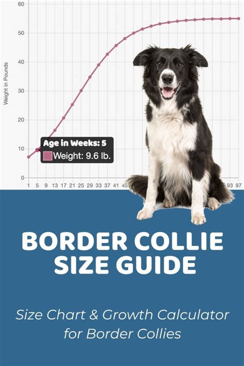 Border Collie Size Guide Size Chart Puppy Weight Calculator