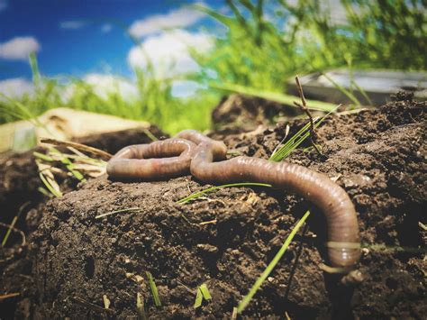 Invasive Aggressive Worms Spotted In California Again