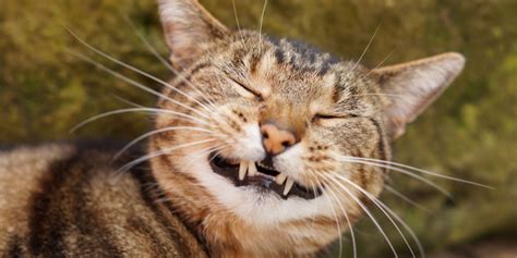 Tandheelkundige Ziekte Bij Katten Oorzaken Symptomen En Behandeling