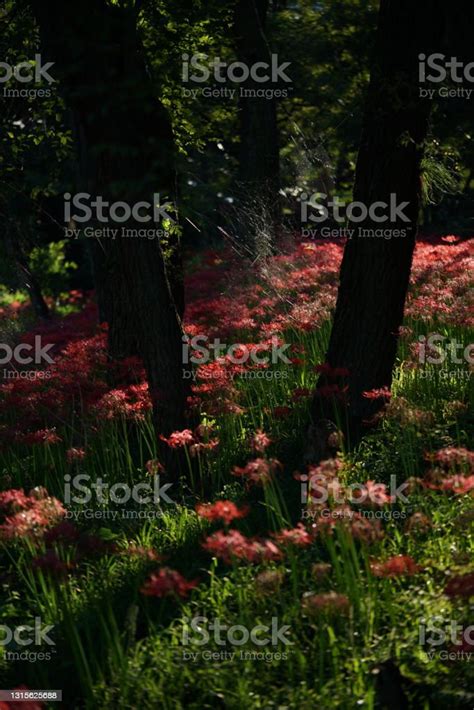 Red Flowers Of Lycoris Radiata In Full Bloom Stock Photo Download