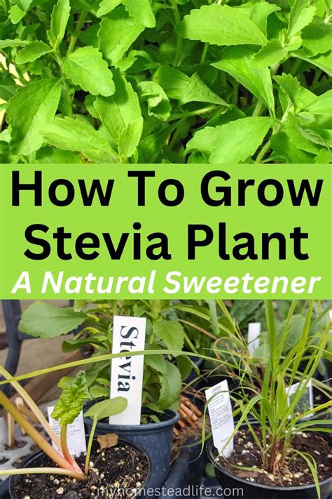 How To Grow Stevia Plant A Natural Sweetener My Homestead Life