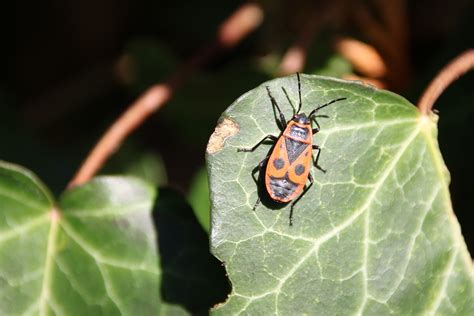 beetle insect insects  photo  pixabay