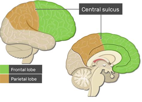 Cerebral Cortex Lobes Fissures Gyri And Sulci Getbodysmart