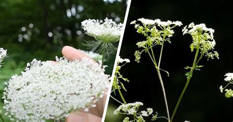 Know The Difference Between Queen Annes Lace And Poison Hemlock