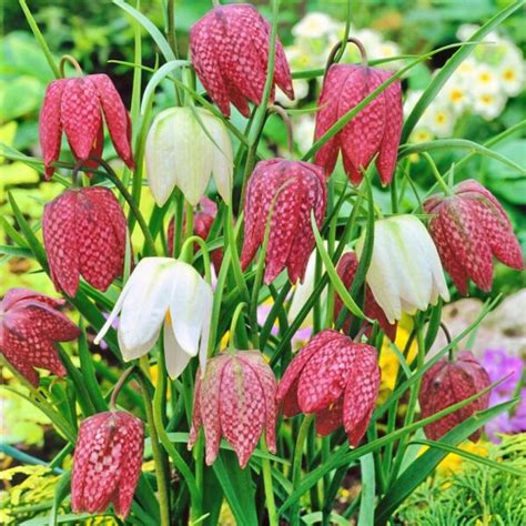 Fritillaria Meleagris Szachownica Kostkowata SKIMIA Producent