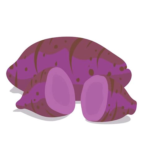 Premium Vector Purple Or Okinawa Yam Sweet Potato