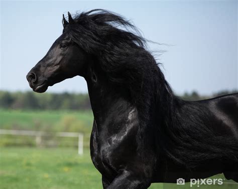 Rideau transparent Étalon frison magnifique avec longue crinière courir