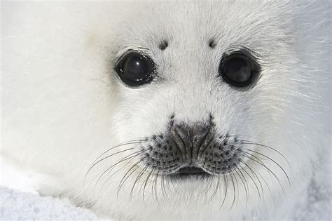 Home Daisy Gilardini Extreme Wildlife Photographer Seal Pup Cute